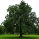One of two Wentworth elms recently found at Holyrood. (Image: Max Coleman/CC BY-SA 4.0)